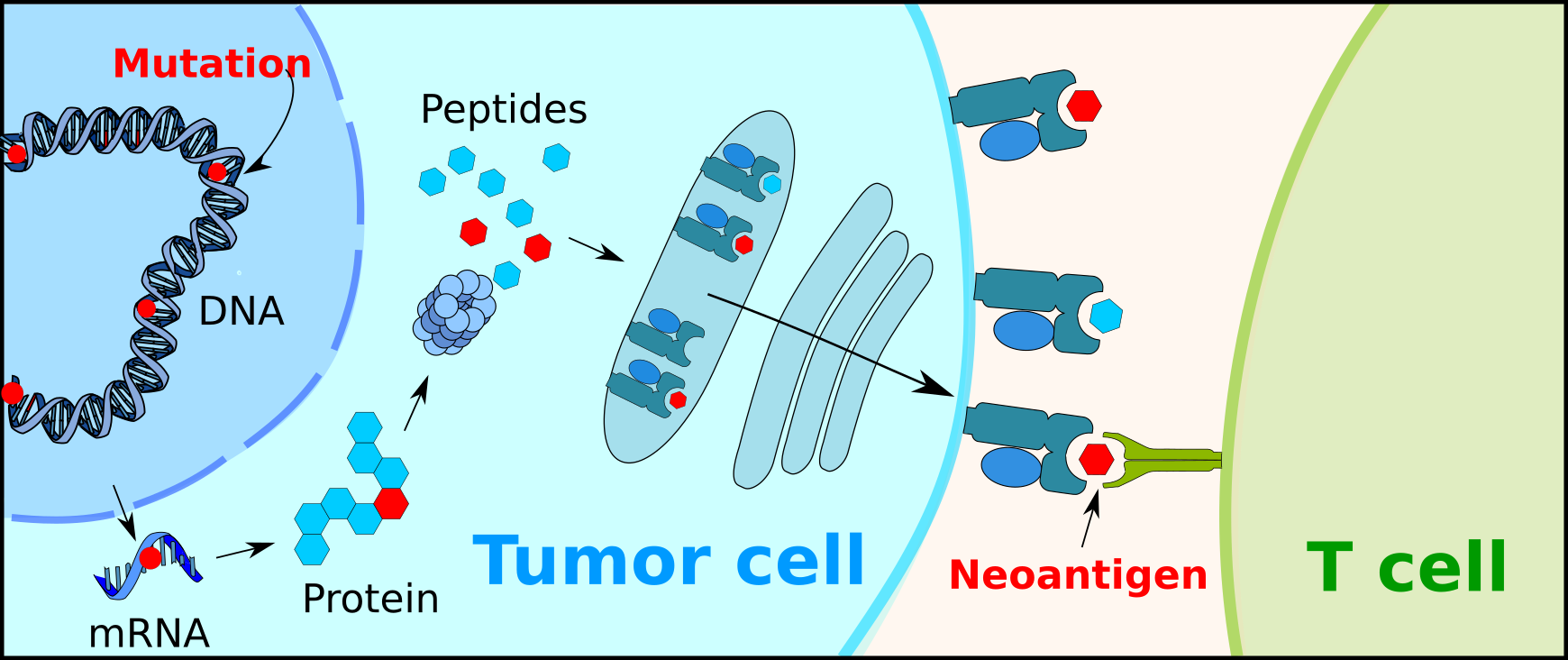 New research takes a fresh look at the potential for cancer immunotherapy