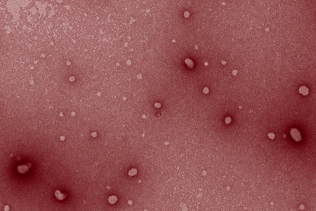 Engineers design nanoparticles that stimulate the immune system, helping it to attack tumors