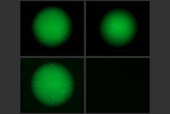 MIT engineers created a DNA-acrylamide gel that can be degraded by DNA-editing enzymes. At right, the gel is broken down after two hours of exposure to a DNA "trigger sequence." At left, the gel is exposed to DNA that doesn't contain the trigger sequence, so it remains intact. Image courtesy of the researchers