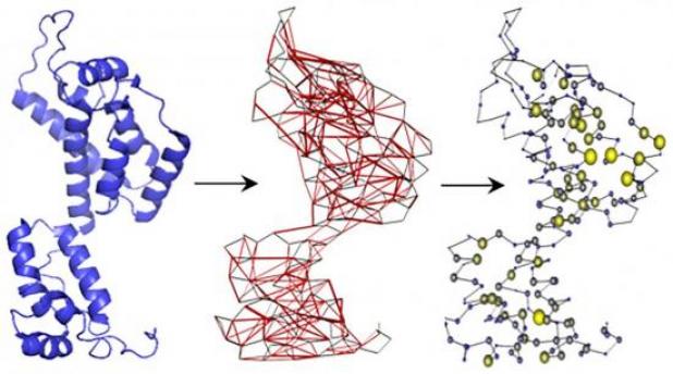 Structure-based network analysis transforms HIV proteins into networks used to identify T cell targets resistant to mutation. Image courtesy of the researchers.