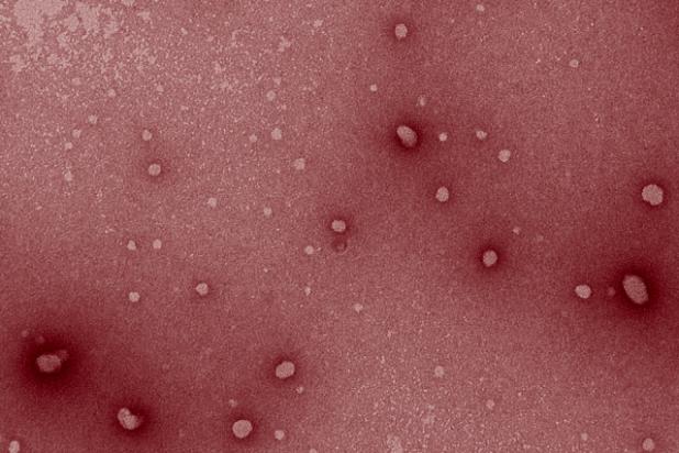 Engineers design nanoparticles that stimulate the immune system, helping it to attack tumors