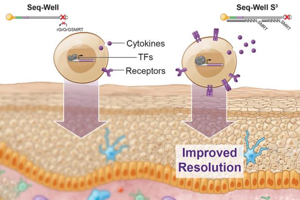MIT researchers have greatly boosted the amount of information that can be obtained using Seq-Well, a technique for rapidly sequencing RNA from single cells.