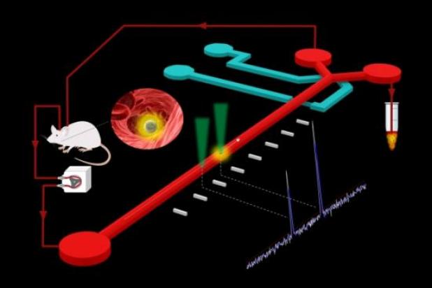 MIT researchers’ new platform detects and extracts rare circulating tumor cells from live mouse models using a combination of laser excitation and a microfluidic chip. Image: Bashar Hamza and Alex Miller
