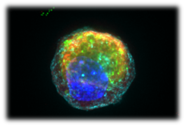 *Photo: Image of a single Paneth cell with anti-microbial granules in red and green, derived from and adult intestinal stem cell, following the small molecule bio-engineering approach identified by Mead et al.