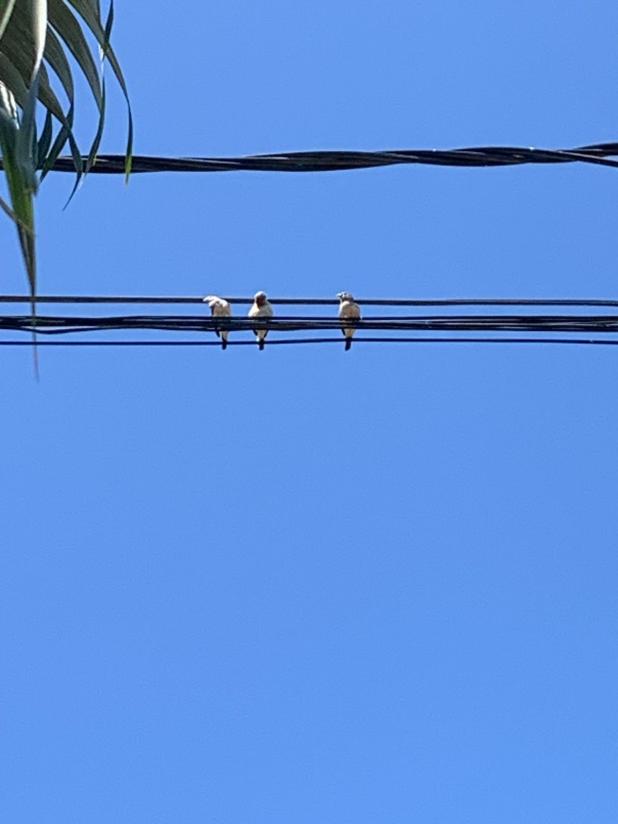 Birds