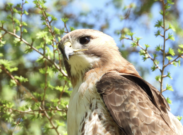 Red tailed hawk