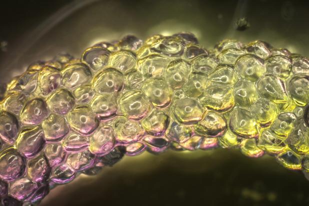 Hydrogel research Roche Verheyen