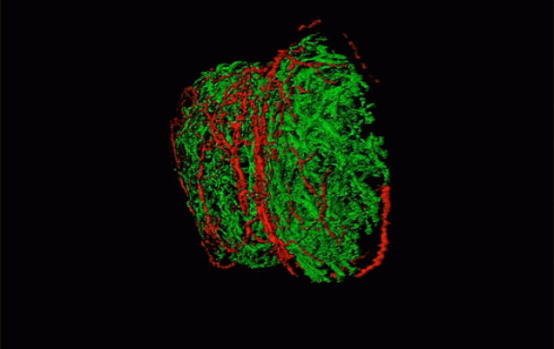 Sensory Neurons