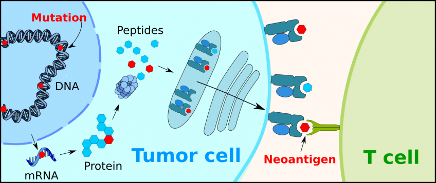 New Research Takes A Fresh Look At The Potential For Cancer ...