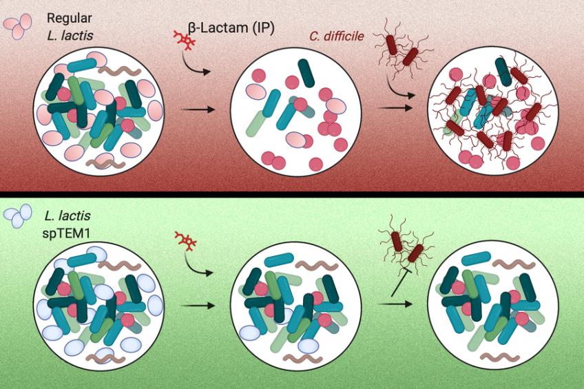 Engineered bacteria could help protect “good” gut microbes from antibiotics HarvardMIT Health