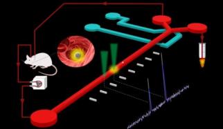 MIT researchers’ new platform detects and extracts rare circulating tumor cells from live mouse models using a combination of laser excitation and a microfluidic chip. Image: Bashar Hamza and Alex Miller