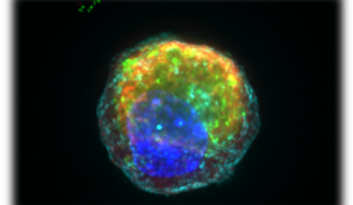 *Photo: Image of a single Paneth cell with anti-microbial granules in red and green, derived from and adult intestinal stem cell, following the small molecule bio-engineering approach identified by Mead et al.
