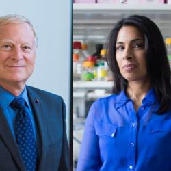 MIT professor Richard Young (left) and HST Faculty Member Sangeeta Bhatia